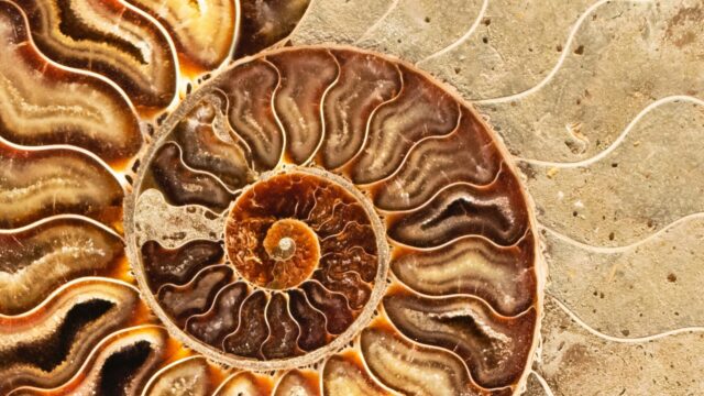 Nederlandse Oxford-natuurkundige stuit op verbazingwekkende orde in de natuur: 'Het is net als kunst'