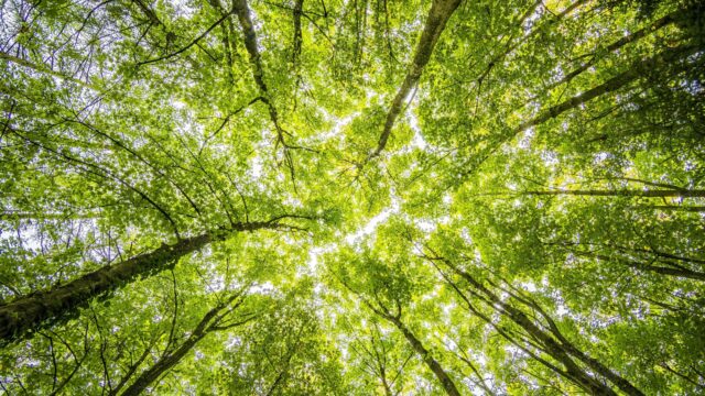 Slecht gesteld met biodiversiteit in Nederland: Gaat niet goed met de doelen