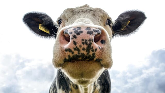 Europarlementariërs BBB en Volt bezoeken samen boerderijen: 'Probeer verschillen te overbruggen'