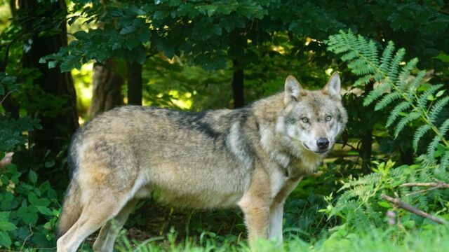 De jacht op de wolf: beschermen of beperken?