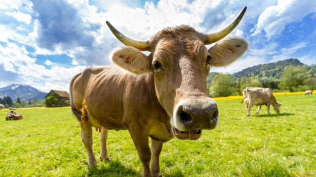 Partij voor de Dieren wil 75 procent minder vee: 'Is goed voor voedselzekerheid'