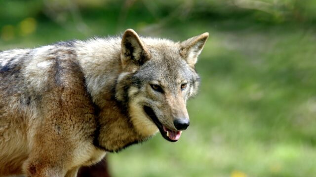 'We moeten de wolf verjagen'