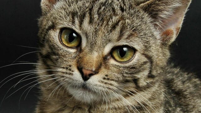 Wat willen dieren ons vertellen?