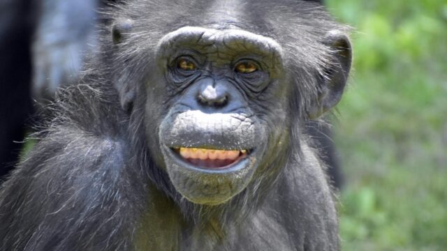 'Overleden chimpansee Wouter was een sociale aap'