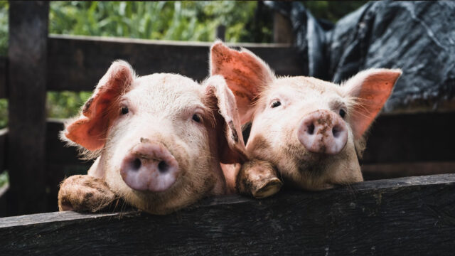 'Als slachthuizen glazen wanden hadden, zou iedereen vegetariër zijn'