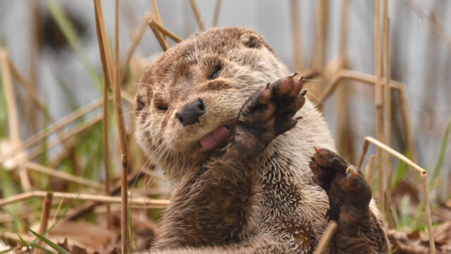 Otter als 'spirit animal': wat betekent dat?