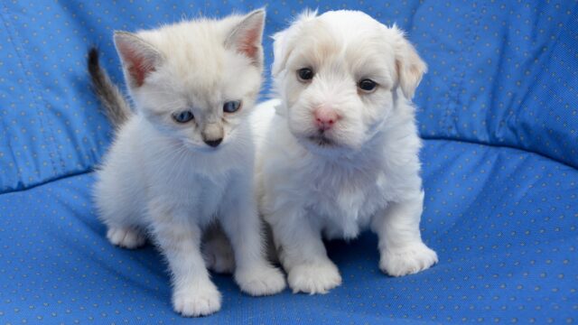 'Hondenbezitters stemmen vaker rechts, kattenbezitters links'