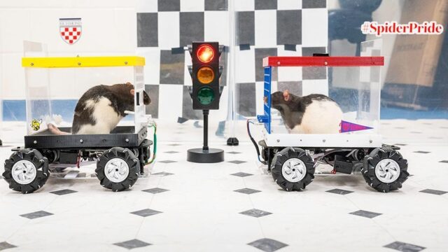 Jij kijkt uit naar pakjesavond, deze ratjes naar hun rijles