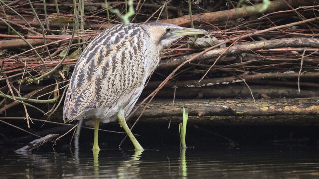Een roerdomp gespot in het Vondelpark