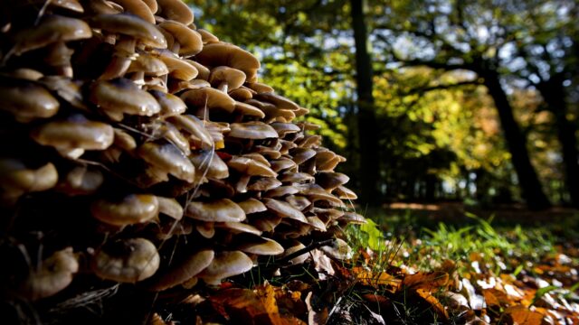 Huizen gemaakt van schimmels, groeiend op locatie: bouw van de toekomst!