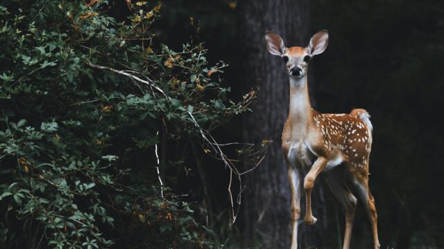 Loopt er een reuzenhert rond in Drenthe?