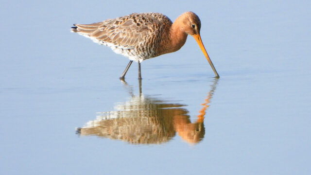 Jocelyn de Kwant: Je suis une grutto