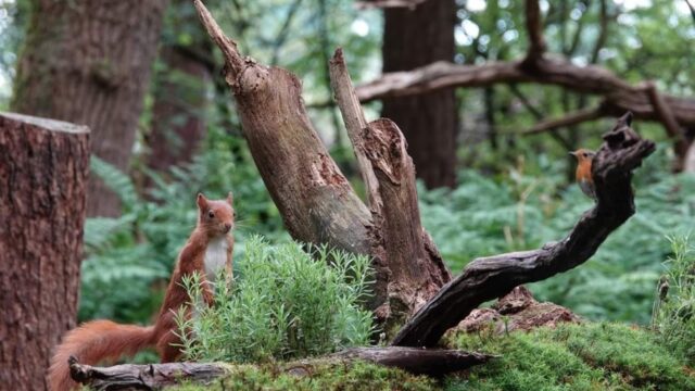 Last van stress? Ga de natuur in!