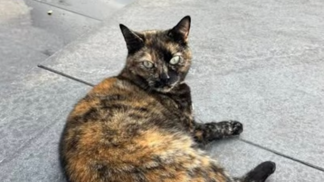 Vermiste stationskat Lili uit Zutphen is terug: 'Laat je kat chippen!'