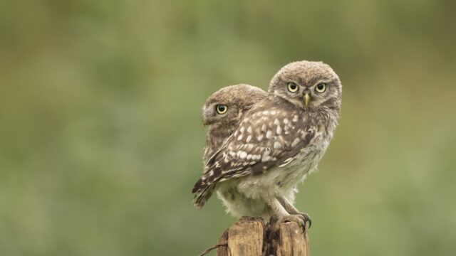 Uilensoap in de Achterhoek: twee vrouwelijke steenuilen eten hun jong op