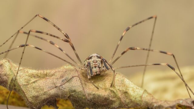 Hoe Eva Hoeke zichzelf wist te resetten en haar spinnenangst overwon