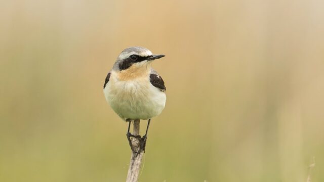 Bijzondere beelden van tapuit in 'Beleef de Lente'