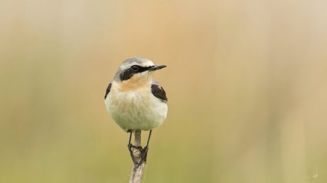Van merel tot tapuit: een succesvol seizoen Beleef de Lente