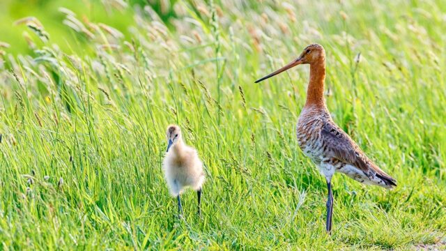Gruttoboerderijen redding voor onze nationale vogel?