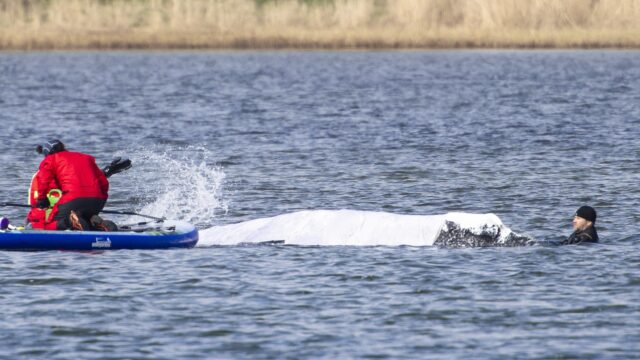 Stand.nl: 'Wilde dieren zoals Timmy moeten we met rust laten'
