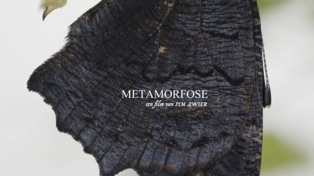 Metamorphosis: natuurfilm of kostuumdrama?