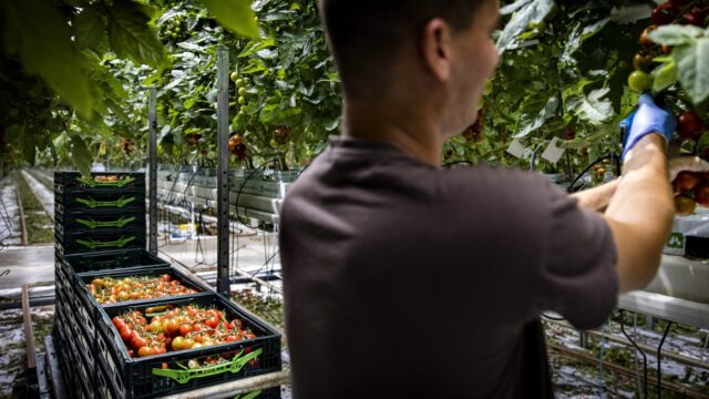 Hebben tomaten nog toekomst in Nederland? 'Je kan beter de tomaat importeren, dan de plukker'