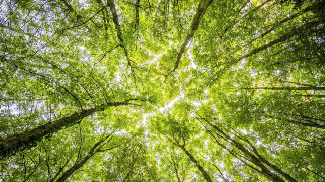 Genetisch aangepaste bomen maken papierproductie duurzaam