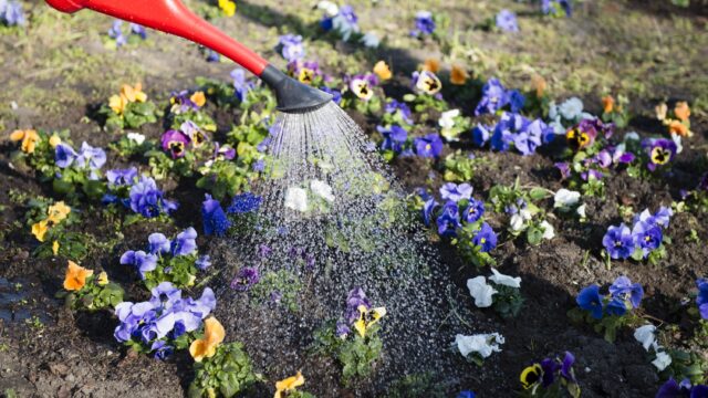 Groeien planten écht beter als je lief tegen ze praat?