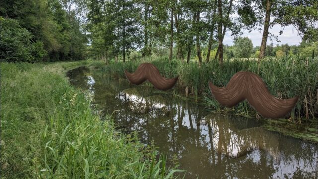 Snor laten staan: dat helpt de biodiversiteit!