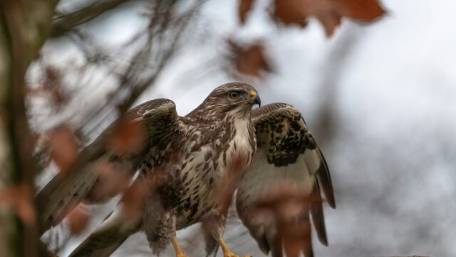Minder tinten in de lucht: de afnemende kleurvariatie van de buizerd