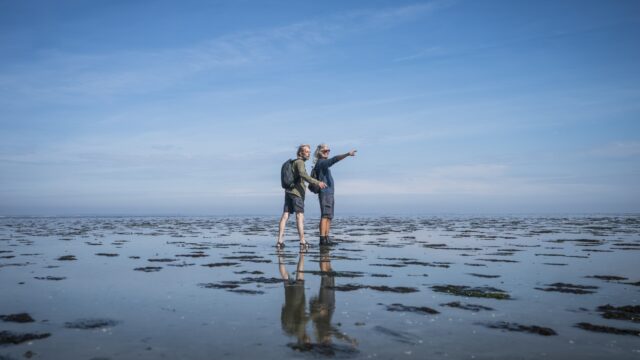 Een walvis spotten kan gewoon in Nederland: 'Ze zitten in de Waddenzee'