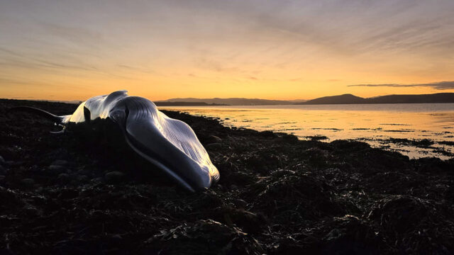 Gestrande walvissen aan Schotse kust worden grondig onderzocht