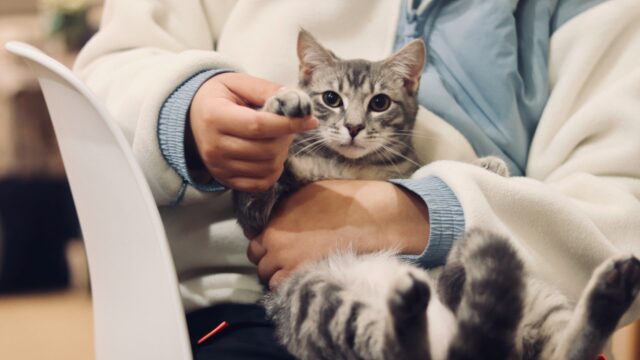 Steeds meer klachten over dierenartsen: ACM start onderzoek