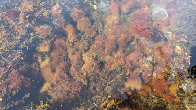 Het Grevelingenmeer is minder rood dan vorig jaar
