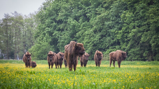 50 jaar Natuurpark Lelystad: hier vind je nog elanden in Nederland!