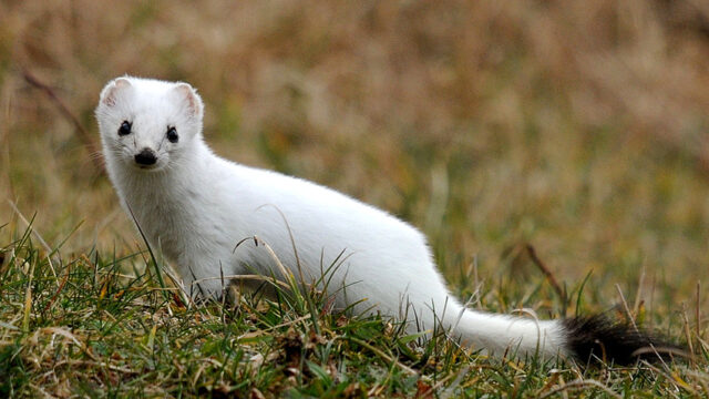 Minder witte hermelijnen door zachtere winters