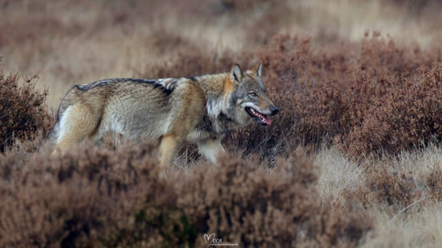 Wolf afschieten 'klinkt in mijn oren behoorlijk rigoureus en ook voorbarig'