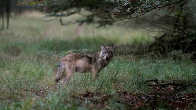 Wolf die mensen aanvalt is grote zeldzaamheid, een hond die bijt komt vaker voor