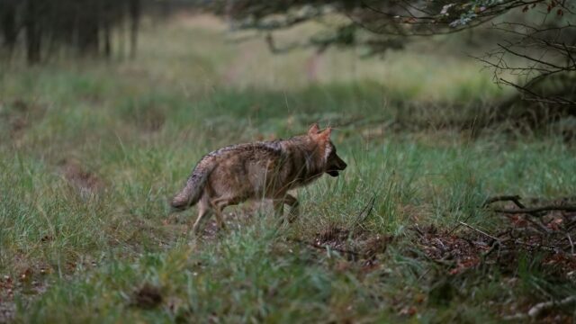 Patrick Nederkoorn: 'De wolf als spiegel van onze angsten en verlangens'