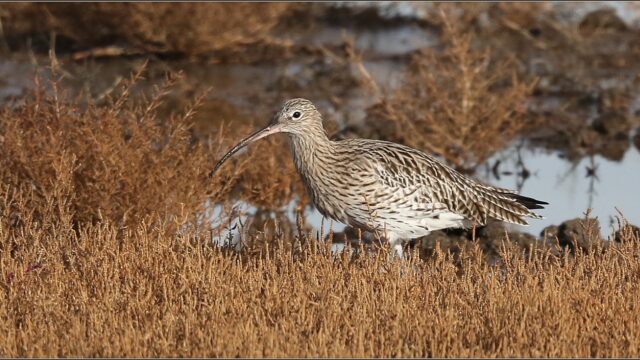 'Geen enkele vogel heeft zo'n bijzondere snavel, als de wulp'