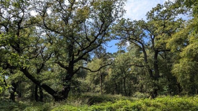 Bioloog Arjen Mulder ontdekte dat hij met bomen kan communiceren