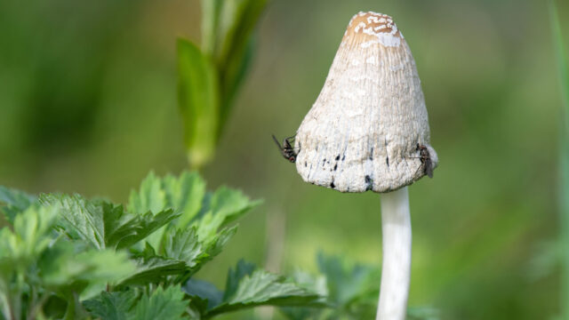 Toekomstbestendig land? Neem een voorbeeld aan mycorrhiza!