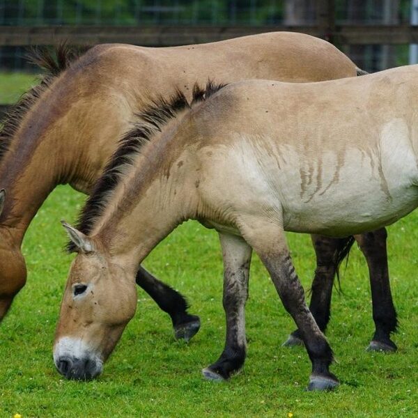 Wetenschappers klonen przewalskipaard