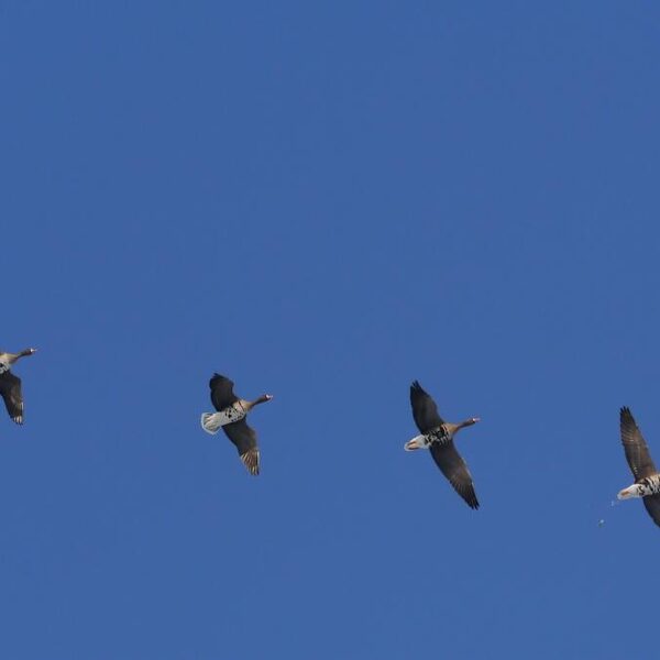 Is de lucht blauwer?