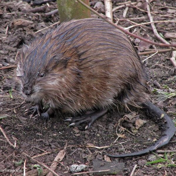 Voor de muskusrat is het einde in zicht