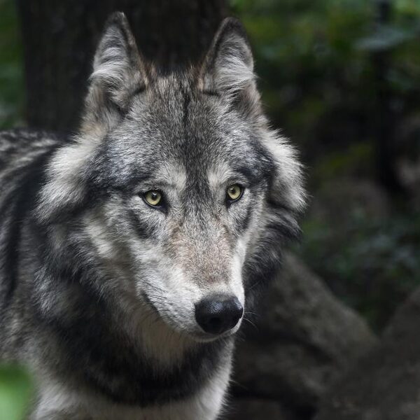 Friesland wil geen wolf