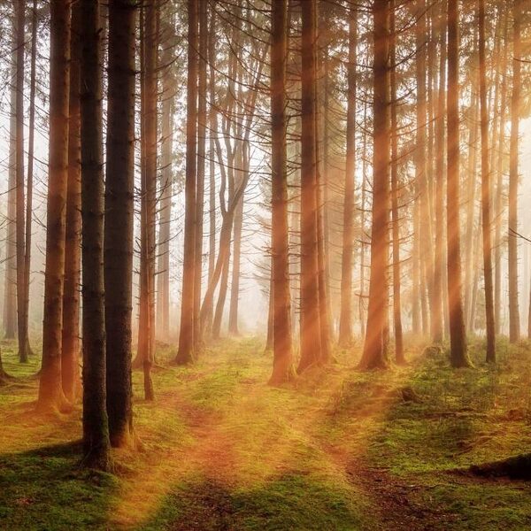 Het bos is geen recreatiegebied