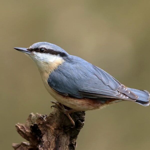 Zo herken jij vogels in de tuin!