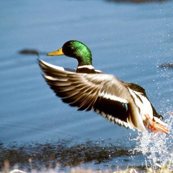 Vissen kunnen migreren via vogels