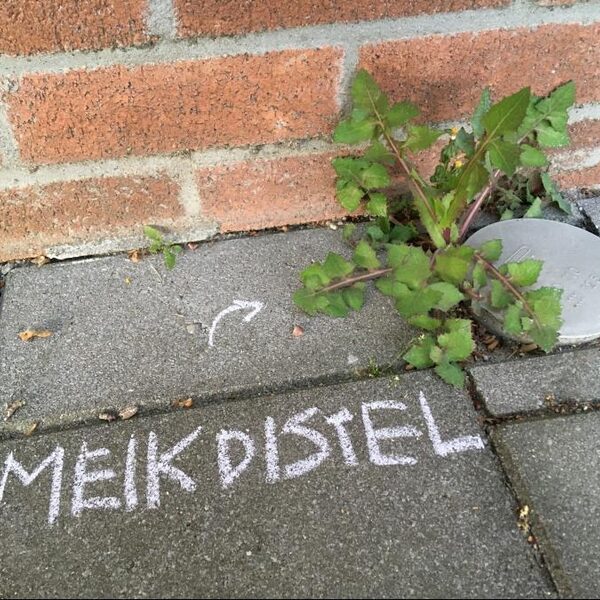 Nieuwe rage: botanisch stoepkrijten